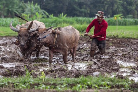 Warga membjak sawahnya usai prosesi adat Labuh Sawah (Megawe) di Bulak Kenari, Kregolan, Margomulyo, Seyegan, Sleman, D.I Yogyakarta, Selasa (16/9/2025)
