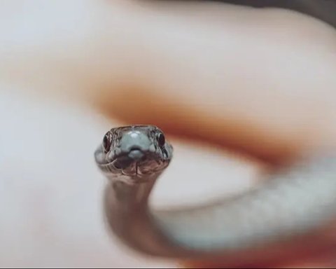 Ular Masuk Rumah (created by AI)