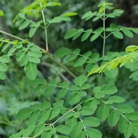 ilustrasi daun kelor/pixabay