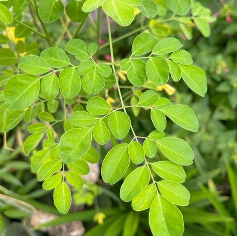 Ilustrasi Daun Kelor