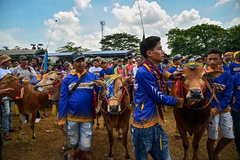 Warga berjalan bersama sapi dalam lomba Karapan Sapi di Bangkalan, Madura, Jawa Timur, Minggu (21/09/2025).