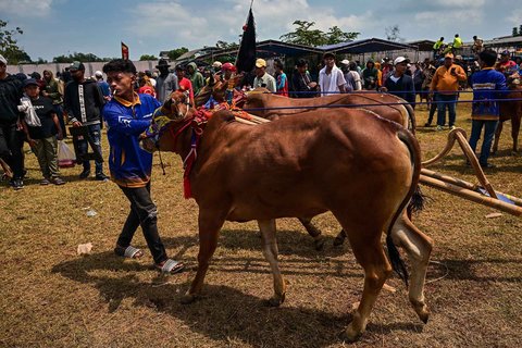Sapi diarak pada lomba karapan sapi Karapan Sapi di Bangkalan, Pulau Madura, Jawa Timur, Minggu (21/09/2025).