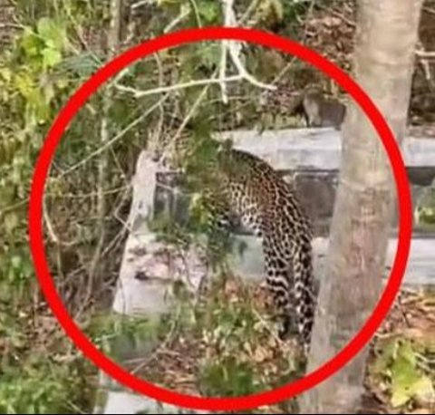 ilustrasi macan tutul