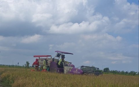 Panen Raya di 10 Propinsi, Pasokan Beras Nasional Sangat Aman dan Terkendali