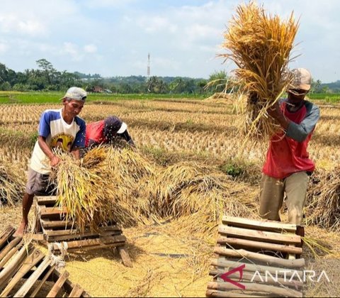 Kebijakan Bulog menyerap gabah 'any quality' menjadi tantangan besar bagi Kualitas Beras Bulog dan tata kelola pangan. Bagaimana strategi Bulog menjaga mutu beras nasional?