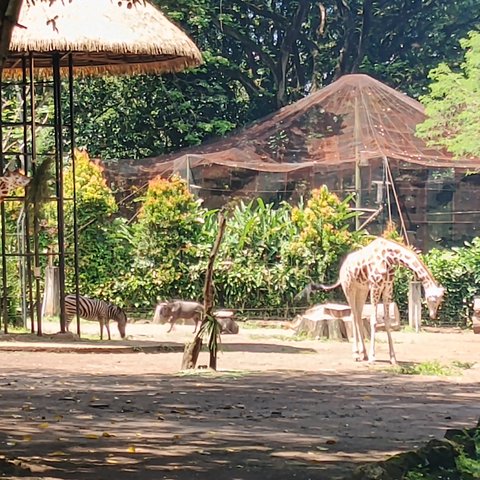 Tak Sekadar Tutup, Bandung Zoo Berjuang Bertahan di Tengah Konflik