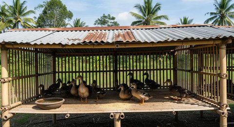 7 Tips Ternak Bebek Petelur dengan Kandang dari Bambu dan Seng Bekas, Telur Bisa untuk Dapur dan Dijual (Foto: Gemini AI)