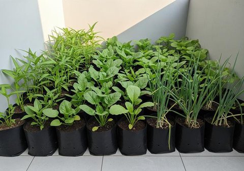 Inspirasi Kebun Sayur Mini untuk Teras Kecil yang Teduh (Sumber; gemini.com)