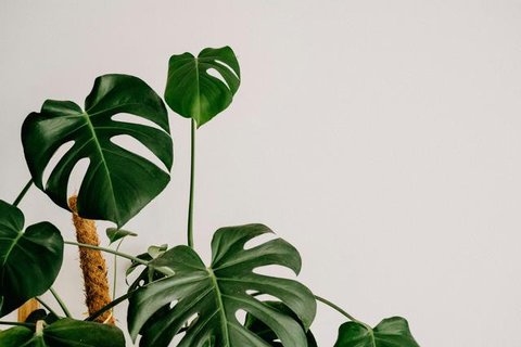 Tanaman Terbaik untuk Ruang Tamu dan Bikin Rumah Terlihat Lebih Segar dan Hidup Lidah Mertua/ AI