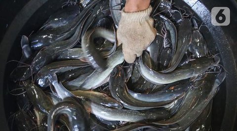 memelihara ikan lele (created by AI)