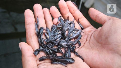 memelihara ikan lele (created by AI)