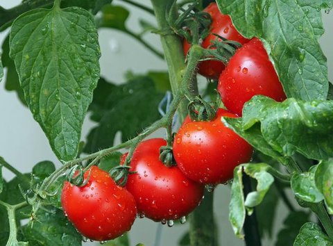 Ilustrasi sambal tomat/copyright freepik.com