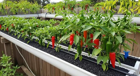 Ide Kebun Cabai 2x2 di Pekarangan Sempit/AI