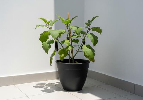 Kebun Terong dengan Grow Bags yang Fleksibel/Inspirasi Kebun Terong di Pot untuk Teras Rumah Minimalis (Sumber: gemini.com)