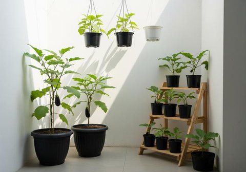 Kebun Terong dengan Grow Bags yang Fleksibel/Inspirasi Kebun Terong di Pot untuk Teras Rumah Minimalis (Sumber: gemini.com)