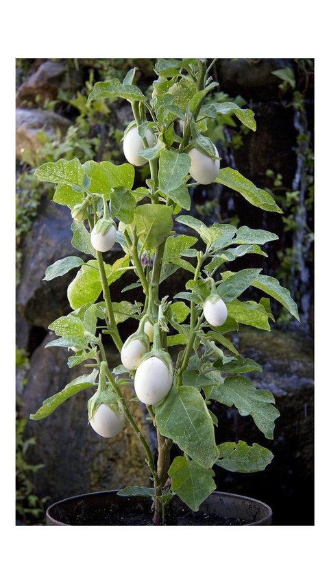 Kebun Terong dengan Grow Bags yang Fleksibel/Inspirasi Kebun Terong di Pot untuk Teras Rumah Minimalis (Sumber: gemini.com)