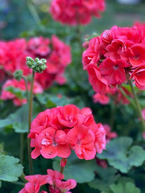 Bunga Geranium (Gemini AI)