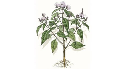 Tanaman Kirinyuh. (wikipedia)