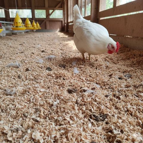 Alas kandang ayam yang tidak bau (Foto: ChatGPT)