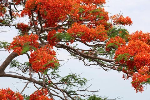 Teras Kolam Refleksi dengan Pohon Peneduh (Pond & Shade Tree Terrace). Foto: Gemini