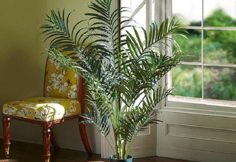 Teras Kolam Refleksi dengan Pohon Peneduh (Pond & Shade Tree Terrace). Foto: Gemini