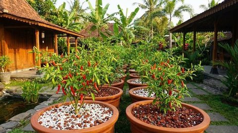 Begini Kondisi cabai rawit petani di Gorontalo diserang hama patek (Arfandi Ibrahim/Liputan6.com)