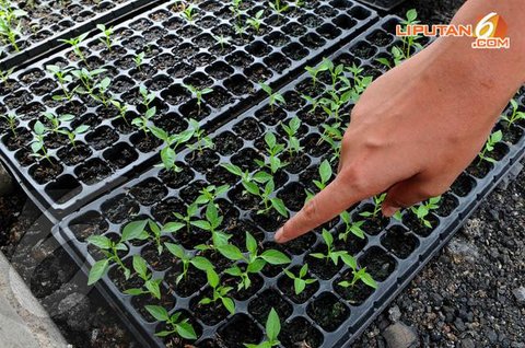 Begini Kondisi cabai rawit petani di Gorontalo diserang hama patek (Arfandi Ibrahim/Liputan6.com)