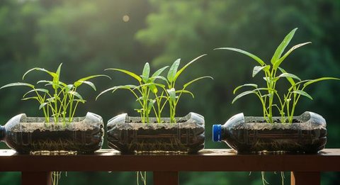 Anggota Karang Taruna RW 04 Kebon Baru saat melakukan perawatan sayuran yang ditanam dengan sistem hidroponik di Kebun Edukasi, Tebet, Jakarta Selatan, Selasa (19/7/2022). Untuk pakcoy, kangk
