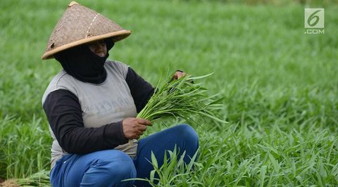 Anggota Karang Taruna RW 04 Kebon Baru saat melakukan perawatan sayuran yang ditanam dengan sistem hidroponik di Kebun Edukasi, Tebet, Jakarta Selatan, Selasa (19/7/2022). Untuk pakcoy, kangk