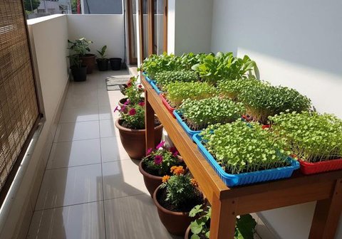 Model Teras Rumah Sempit Tanpa Pagar, Jadi Kebun Mini. Foto: Gemini