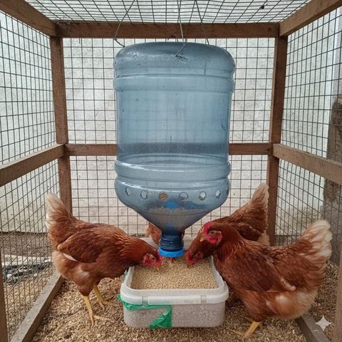 Galon untuk Sarang Bertelur (Nesting Box) merupakan salah satu desain kandang ayam dari galon bekas (Gemini AI)