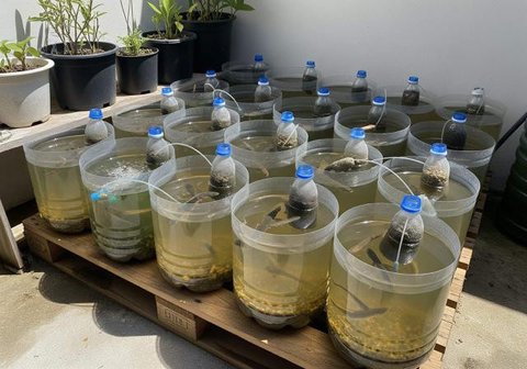 Modal Kecil, Alat Ternak dari Galon Bekas. Foto: Gemini