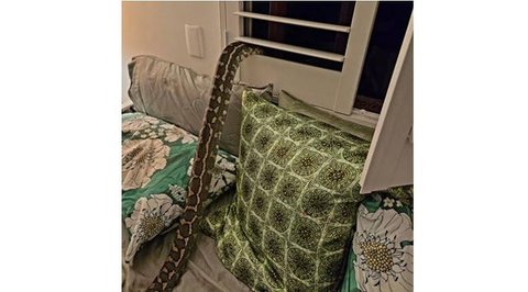 Ilustrasi seorang wanita mendapati ada ular piton di dadanya saat tidur. [Foto: Gemini]