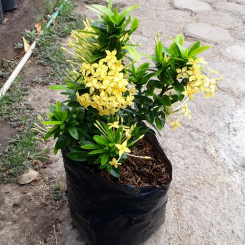 cocok menjadi simbol pernikahan./copyright. pexels/