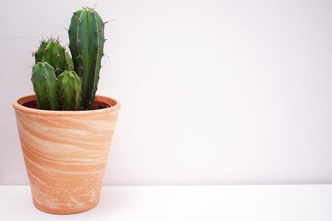 cocok menjadi simbol pernikahan./copyright. pexels/