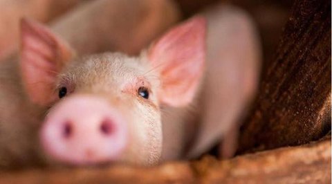 Ternak Ayam Rumahan yang Menghasilkan Telur Omega Sehat (Foto: Gemini AI)