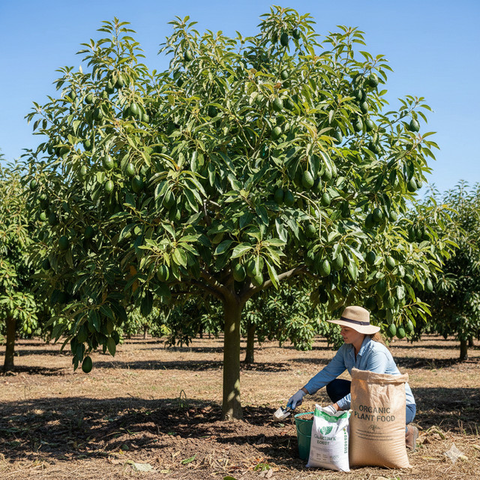 Pohon Alpukat (Photo by Matthias Oben: https://www.pexels.com/photo/avocado-fruits-hanging-on-tree-3687927/)