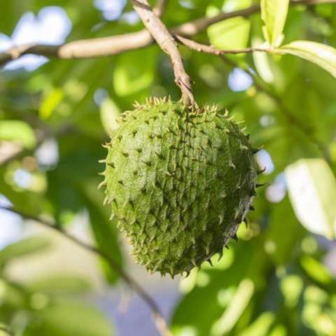 Buah Markisa (Foto: Marcello Aquino on Unsplash)