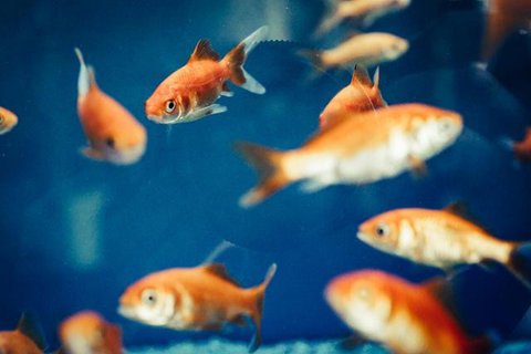 Ilustrasi Ikan Mas/Gambar oleh Zhu Bing dari Pixabay