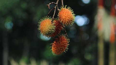 Ilustrasi Jambu Air. (Foto: AI))