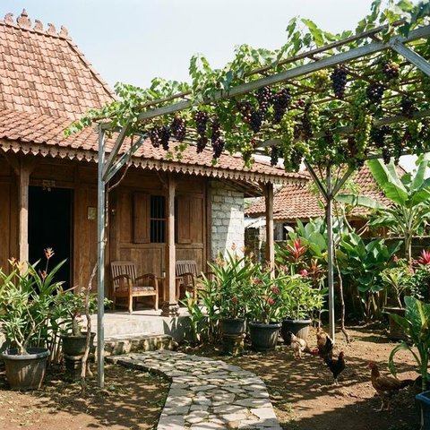 Buah Apa yang Cocok Ditanam di Halaman Belakang? (Foto: AI)