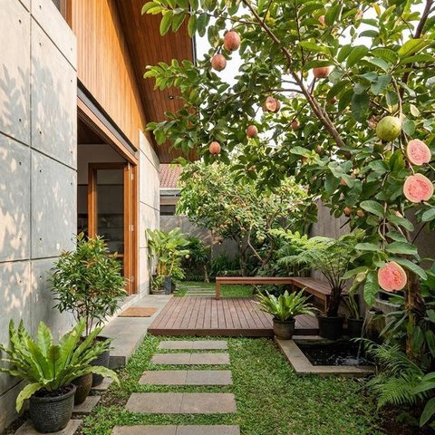 Buah Apa yang Cocok Ditanam di Halaman Belakang? (Foto: AI)