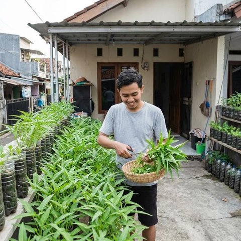 Tanaman Sayur yang Cocok untuk Lahan Kecil Perkotaan/Edelweis Lararenjana