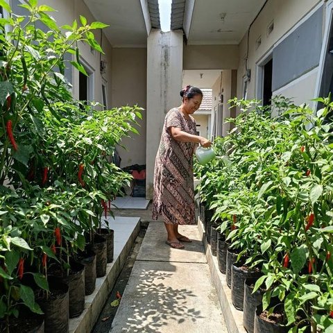 Tanaman Sayur yang Cocok untuk Lahan Kecil Perkotaan/Edelweis Lararenjana