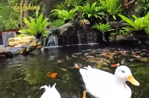 Potret kolam ikan di rumah Irfan Hakim\YouTube deHakims Channel
