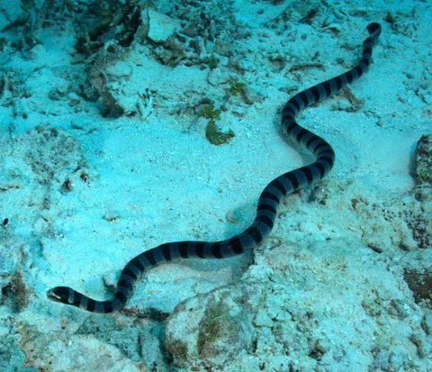 Ilustrasi belut vs ular. [Foto: Gemini]