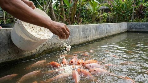 Model Kolam Ikan Teras Rumah Tidak Bau (Foto: AI)
