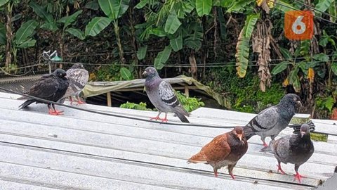 Hobi Pelihara Burung Bisa Picu Penyakit Paru Bird Fancier's Lung, Apa Itu? Foto: Liputan6.com/Ade Nasihudin.