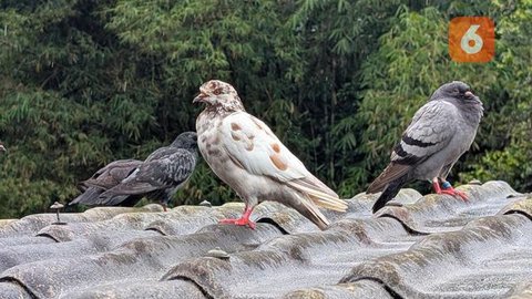 Hobi Pelihara Burung Bisa Picu Penyakit Paru Bird Fancier's Lung, Apa Itu? Foto: Liputan6.com/Ade Nasihudin.