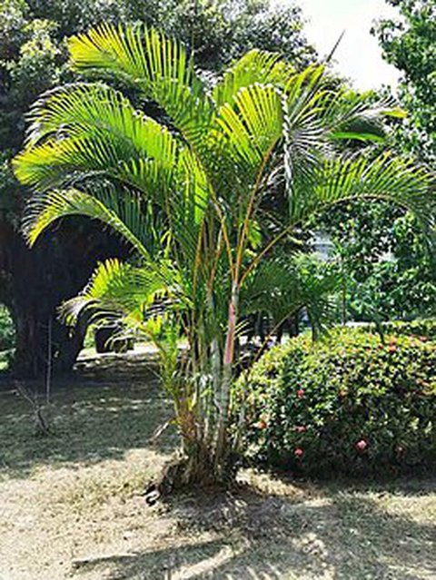 Pagar Rumah Kayu dengan Mawar Rambat di sekitarnya (Foto: AI)